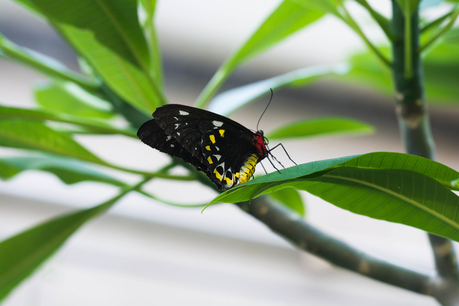 Papillon