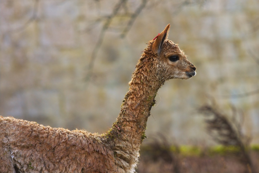 Lama