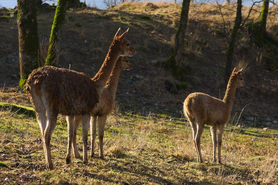 Lamas