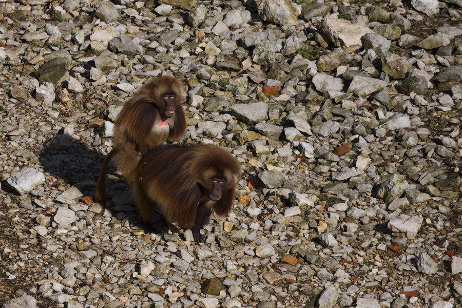 Babouins