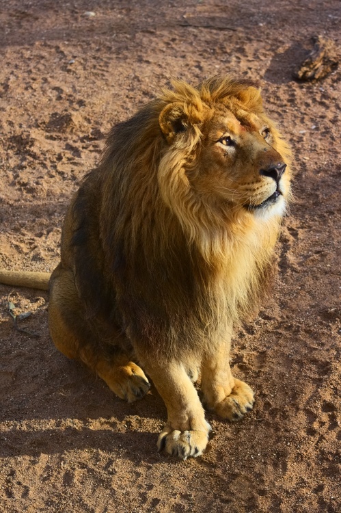 Lion