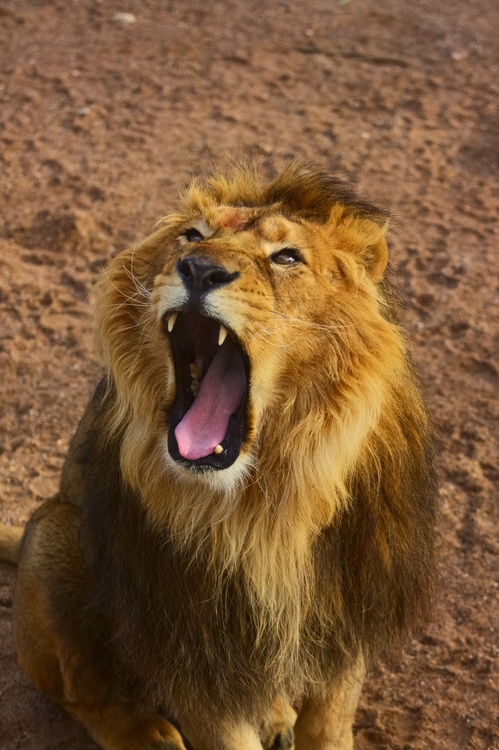 Lion