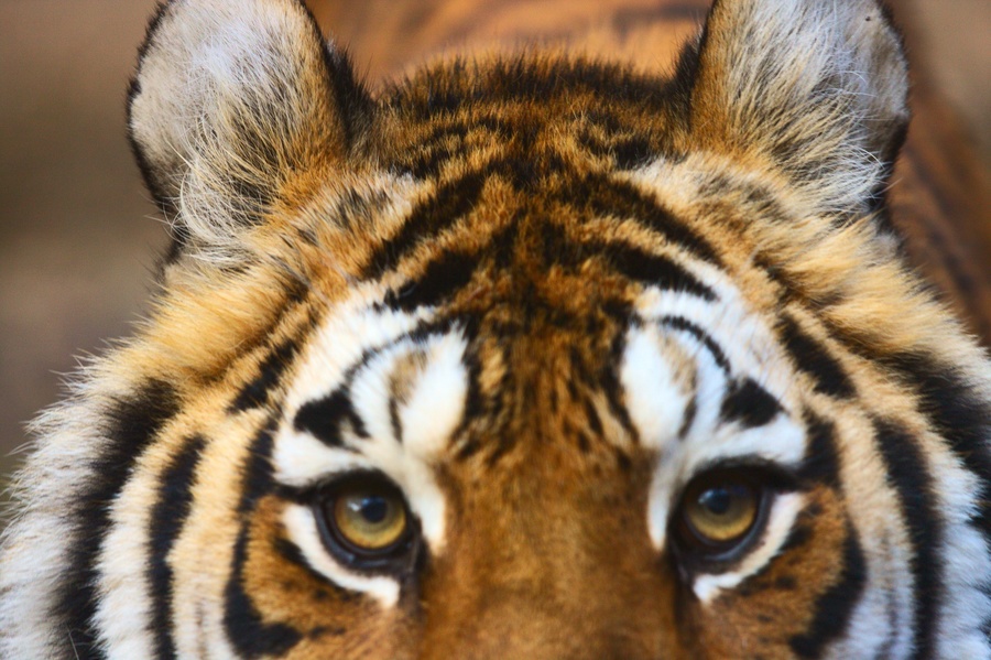 Tigre