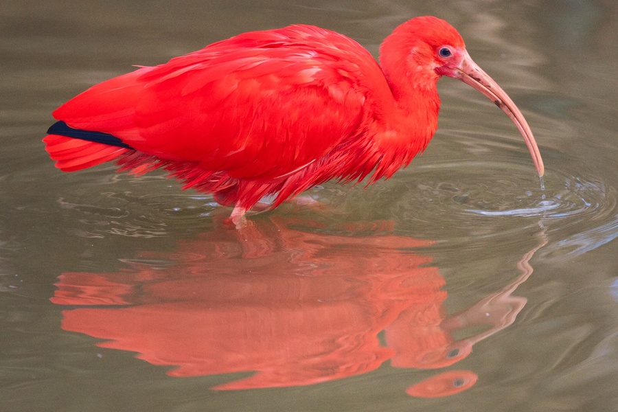 Ibis