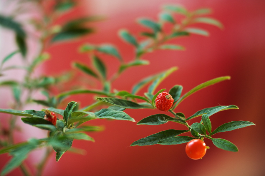 Pommier d'amour