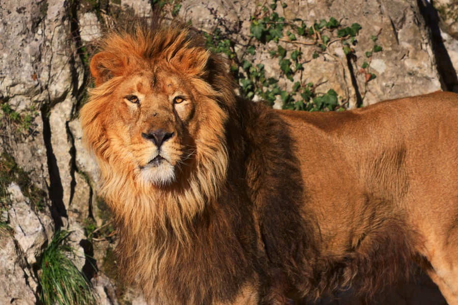 Lion