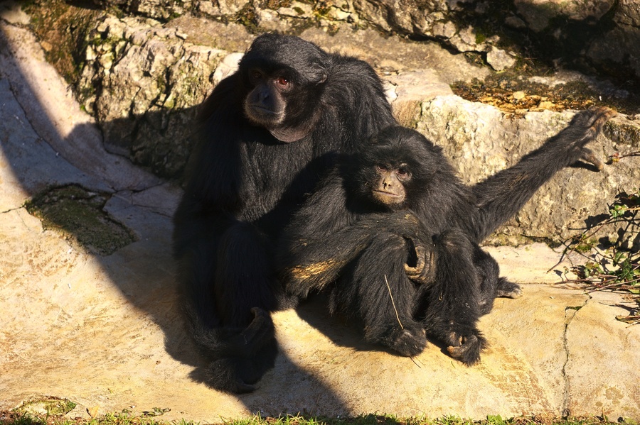 Singe
