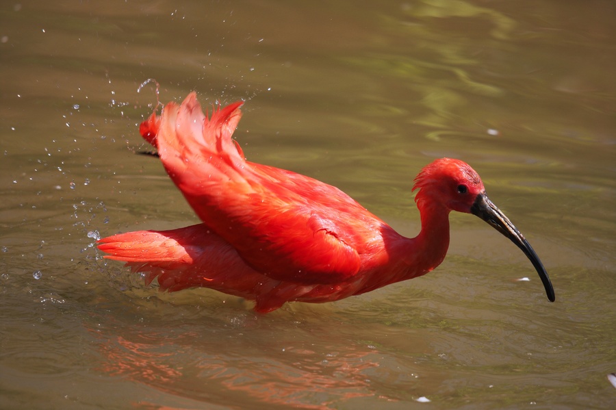 Ibis rouge