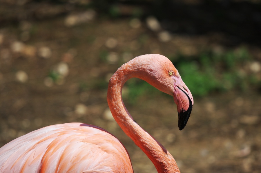 Flamand rose