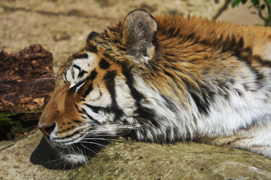 Tigre