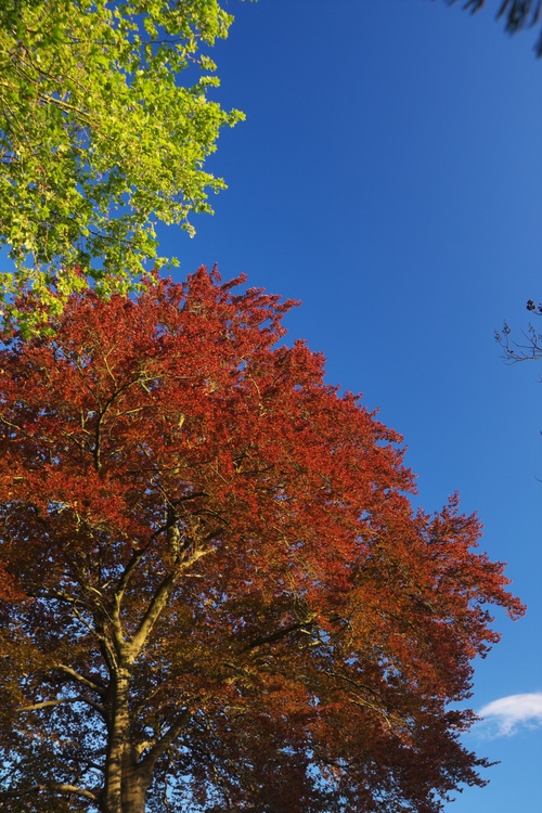 Parc Micaud