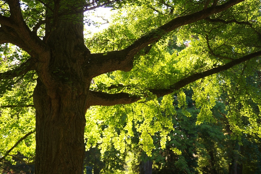 Parc Micaud