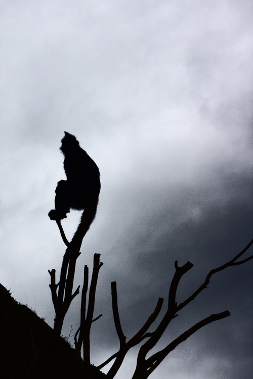 Singe