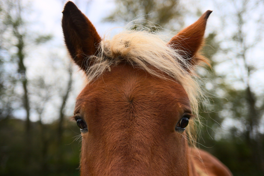 Cheval