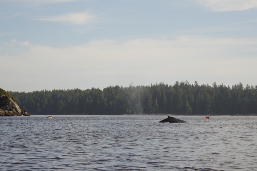 Baleine