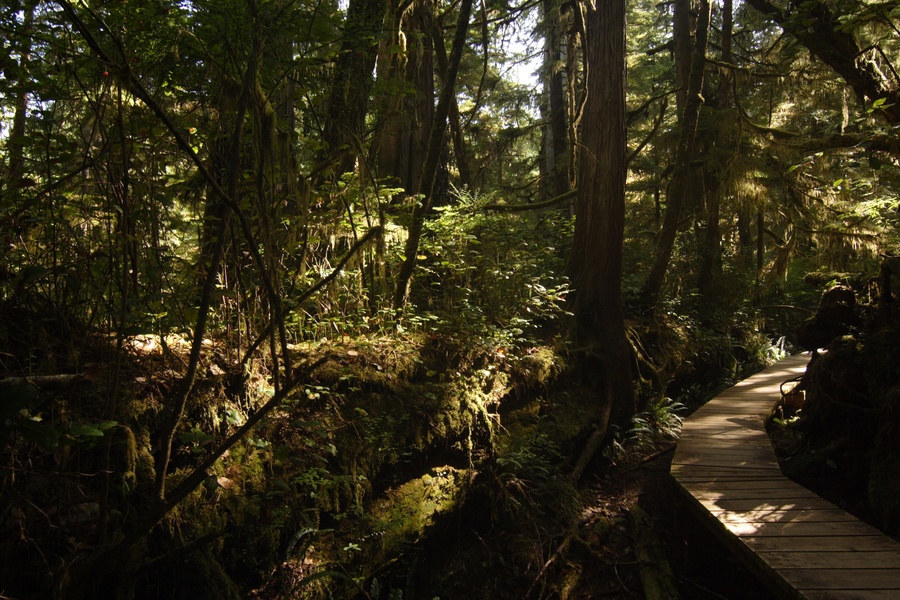 Forêt humide