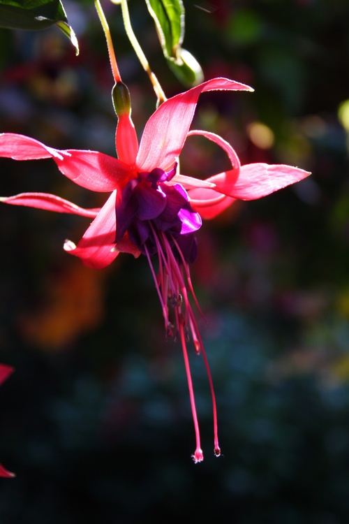 Victoria Botanical Garden
