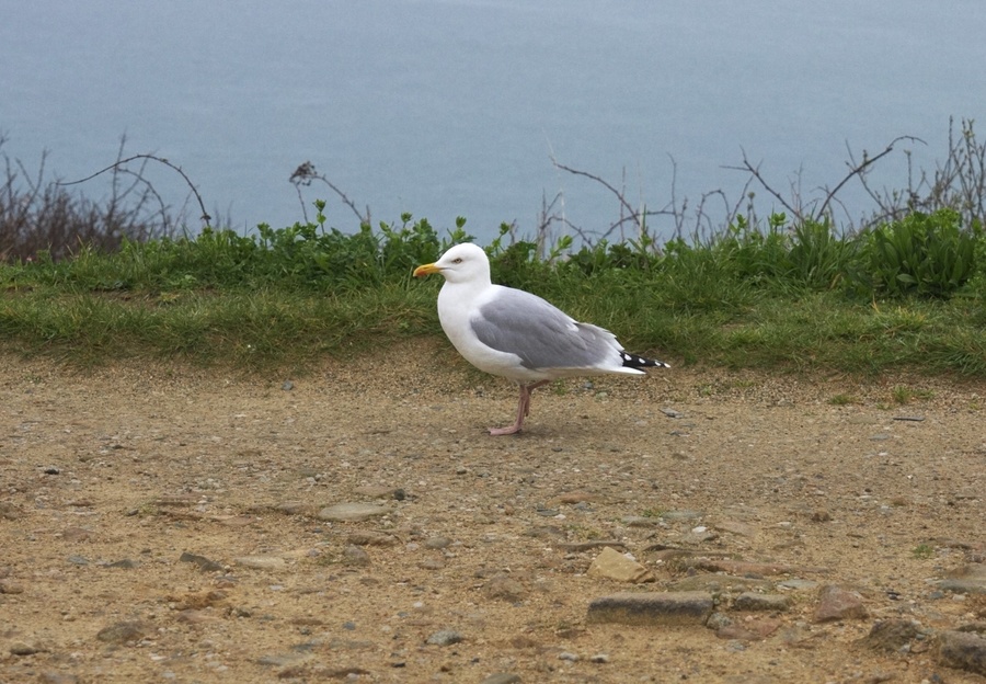 Mouette