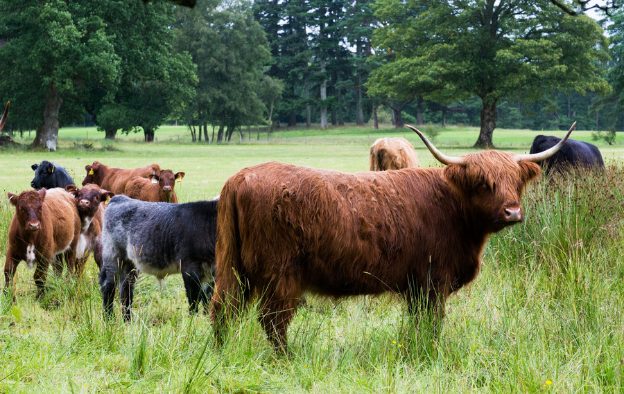Highland Cattle