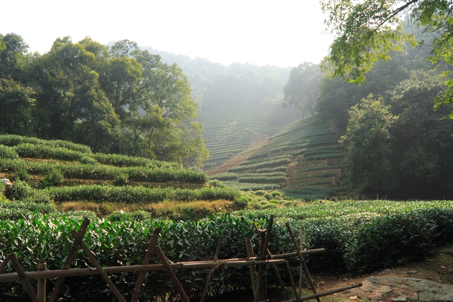 LongJing