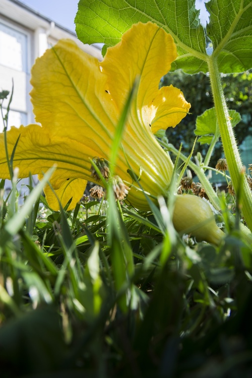 Courge en fleur