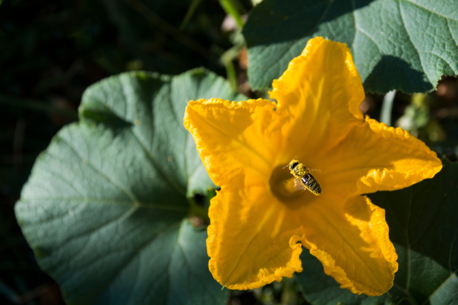 Abeille