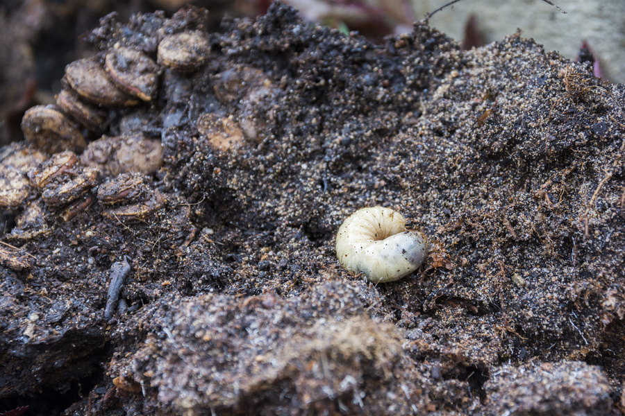 Compost