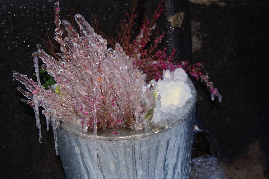 Nature gelée