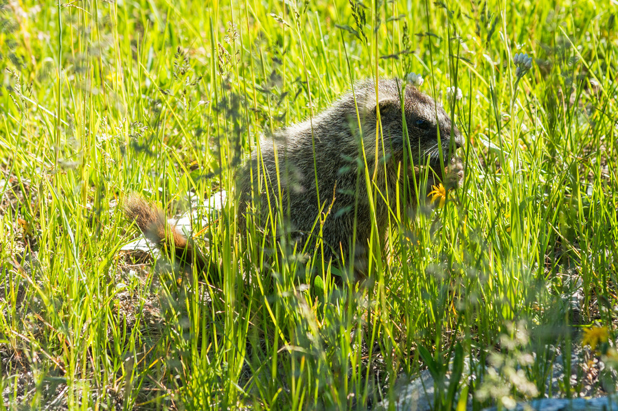 Marmotte