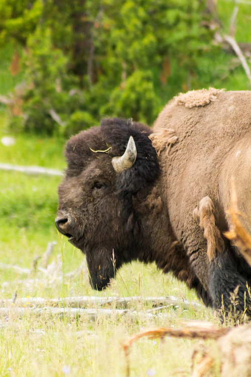Bison